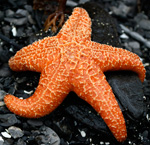 Starfish at Orca Beach