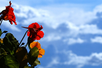 Alaska Flowers