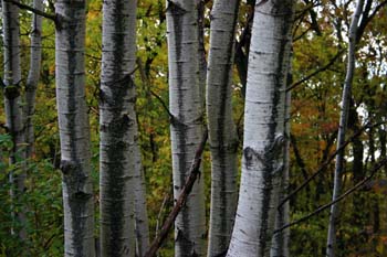 Forest for the Trees