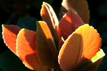 Sugar Leaves