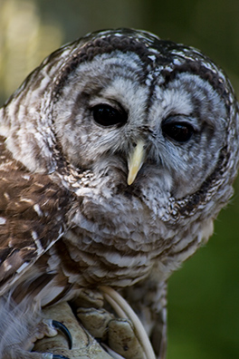 Allison Halkey Nature Photo